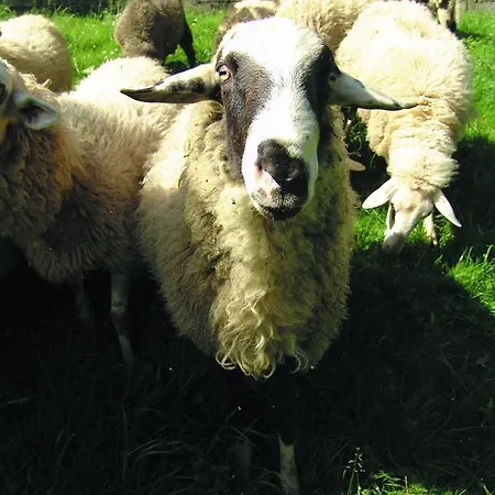 Tourist Farm Urska *