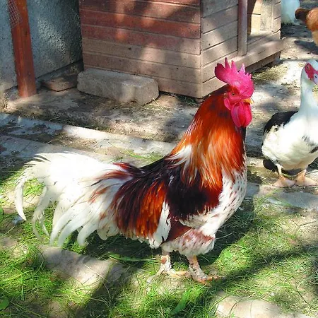 Tourist Farm Urska * Zrece