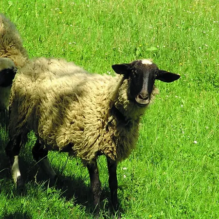 Farm stay Tourist Farm Urska