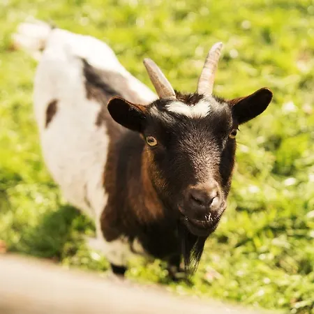 Tourist Farm Urska Alojamento de Turismo Rural Zreče